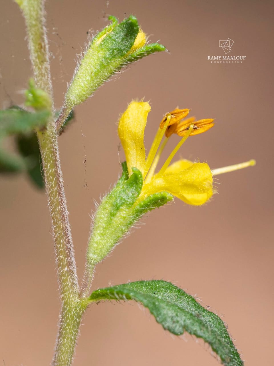 في يوم الأنواع المهددة بالانقراض... جردة لأنواع متوطنة في لبنان